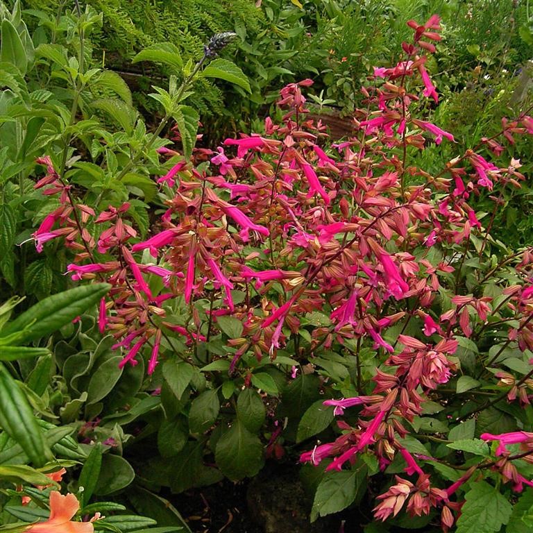 Salvia buc. 'Wendy's Wish' (P)