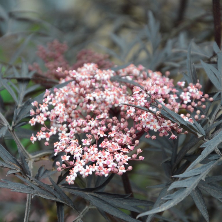 Sambucus 'Black Lace' (P)