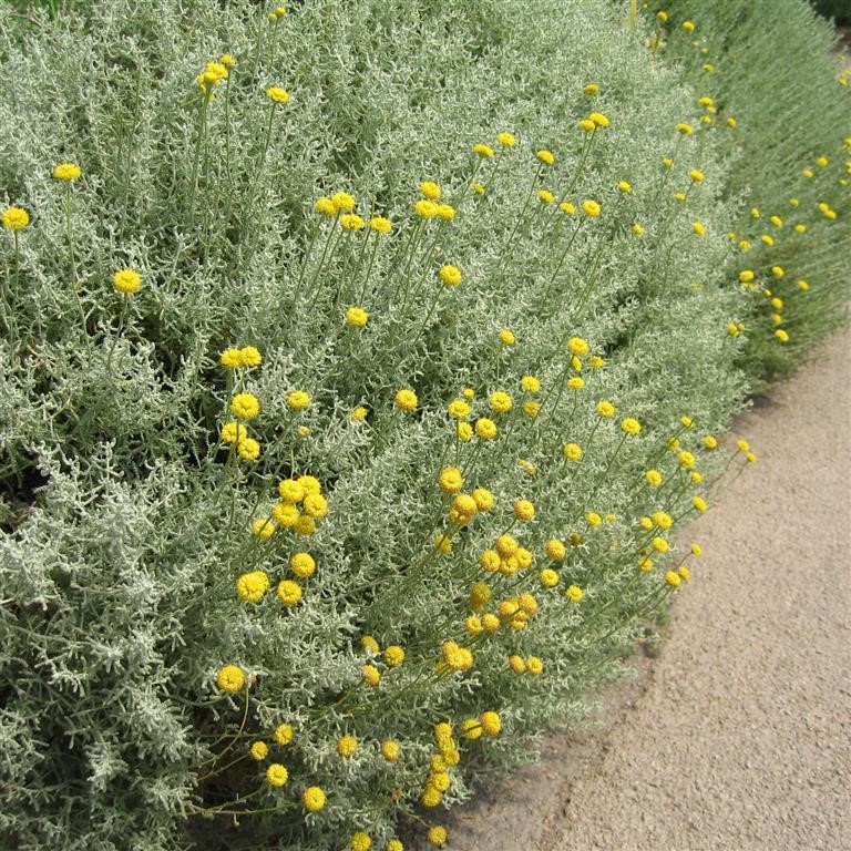 Santolina chamaecyparissus (Cotton Lavender)