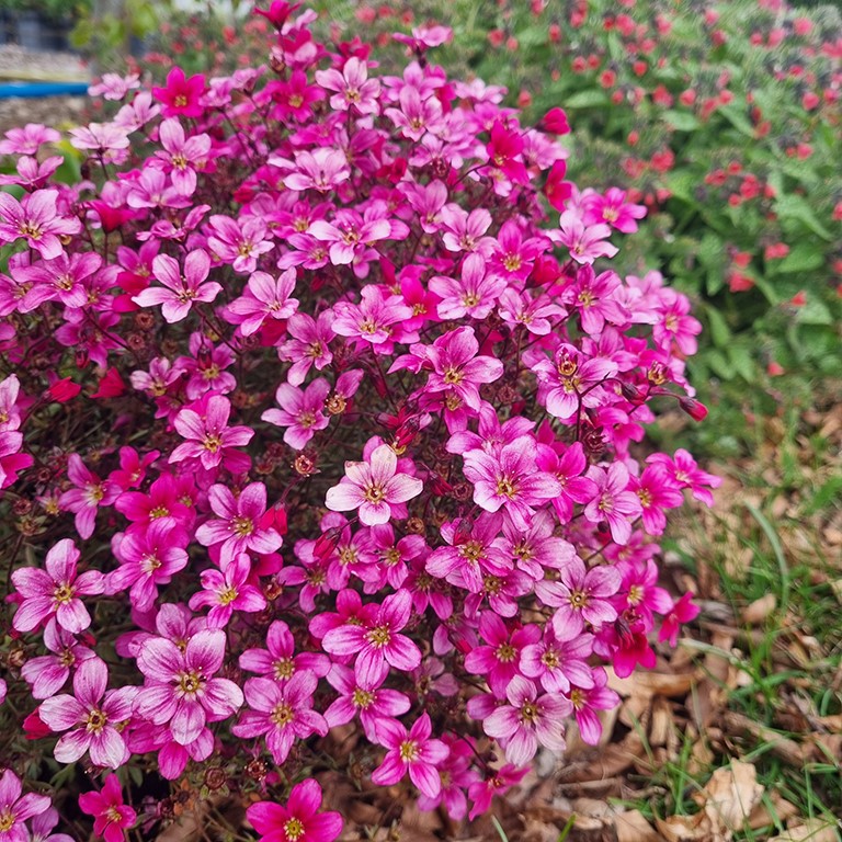 Saxifraga So Saxy 'Rose Pink' (P)
