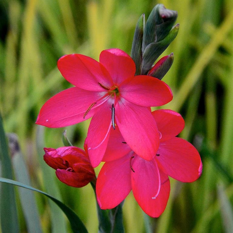 Schizostylis coccinea 'Oregon Sunset' (VR)