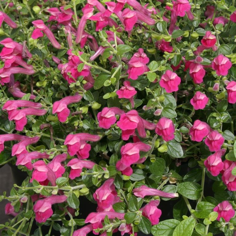 Scutellaria 'Texas Rose'