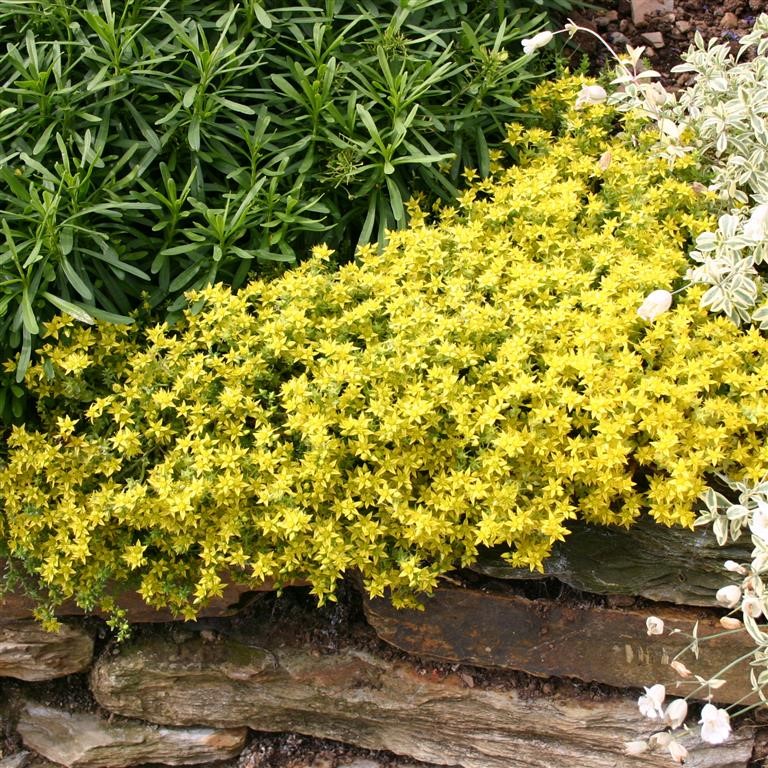 Sedum acre 'Aureum'