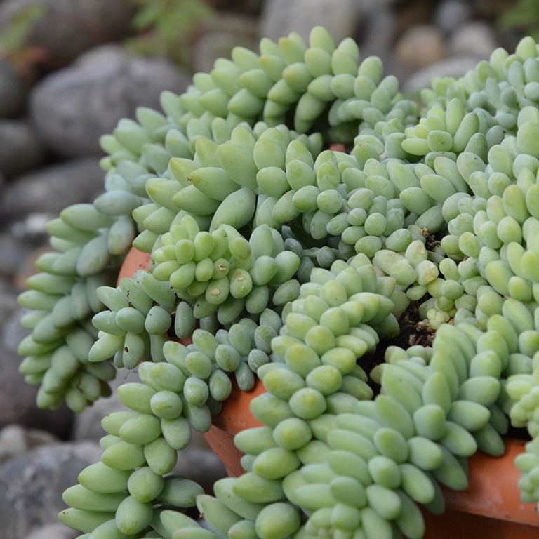 Sedum morganianum burritum