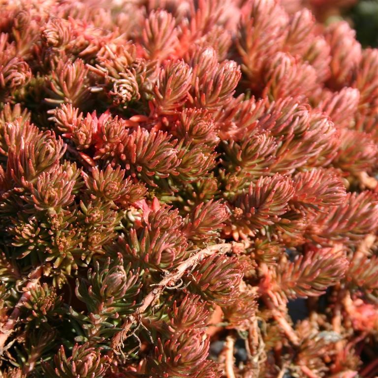 Sedum hakonense 'Chocolate Ball'