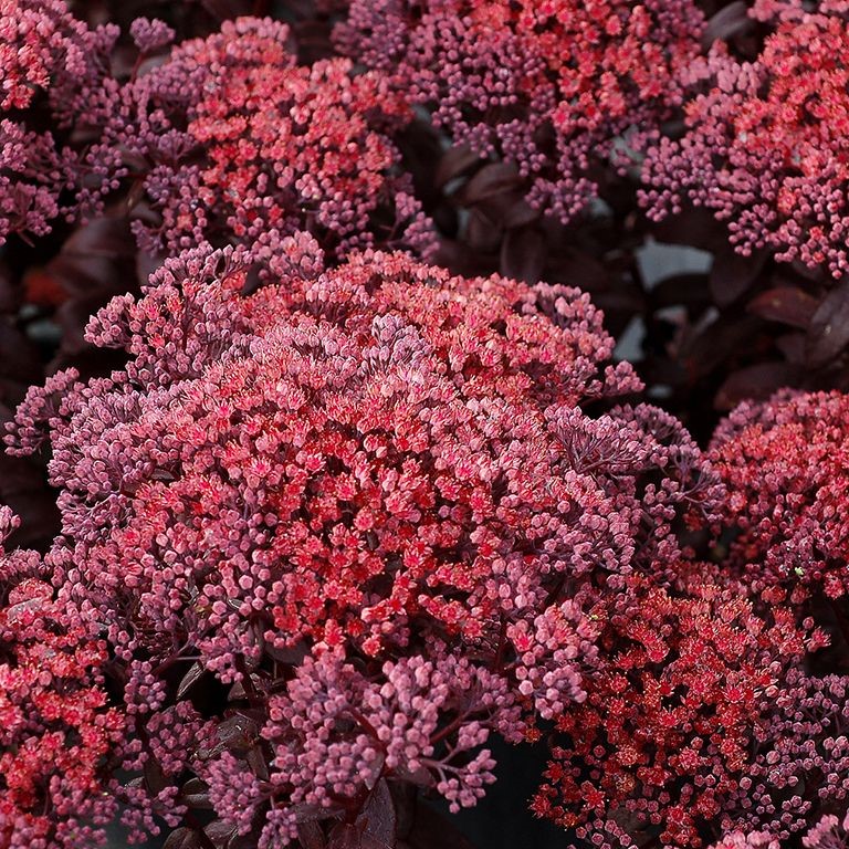 Sedum 'Dark Magic' (P)