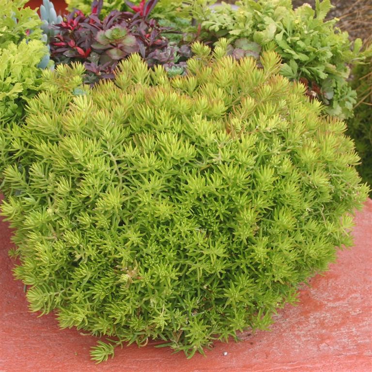 Sedum 'Gold Mound' (VR/CB)