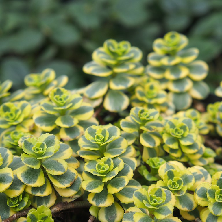 Sedum 'Little Gecko' (P)