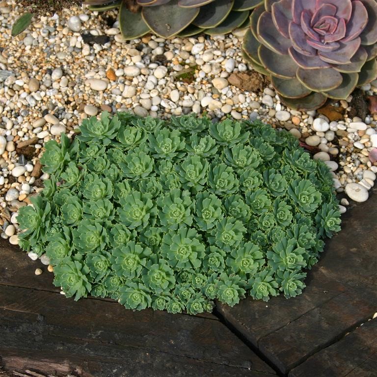 Sedum pachyclados