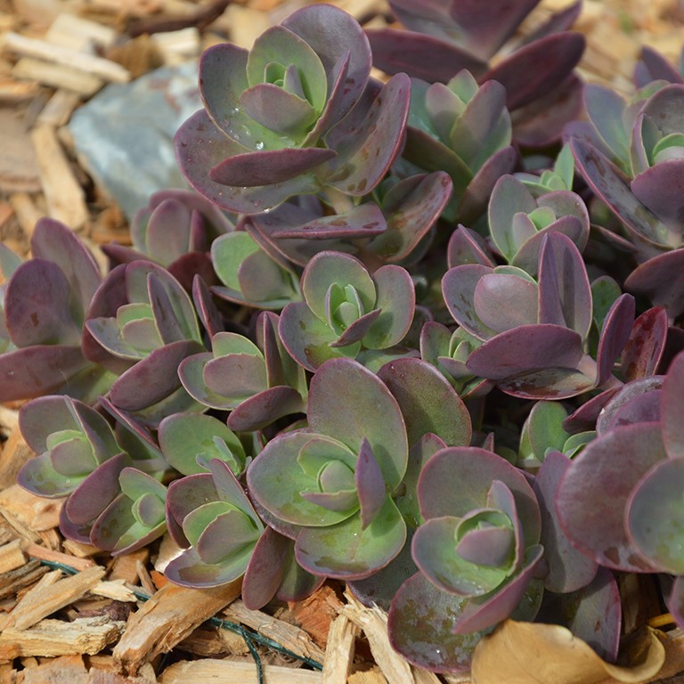 Sedum SunSparkler 'Cherry Tart' (P)