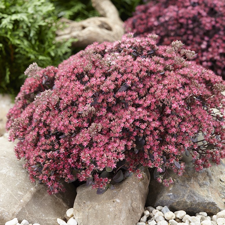 Sedum SunSparkler 'Dazzleberry' (P)