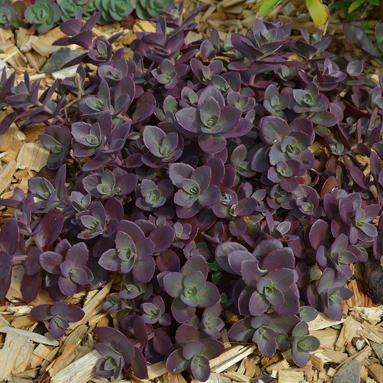 Sedum SunSparkler 'Firecracker' (P)