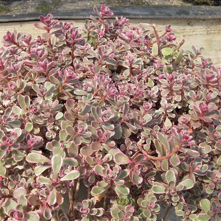 Sedum spurium 'Variegatum'