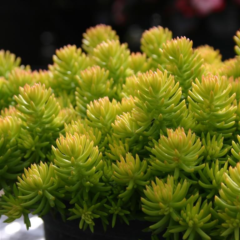 Sedum reflexum 'Yellow Cushion' (VR)