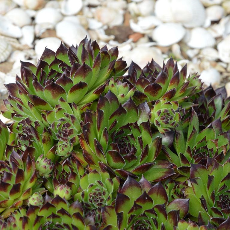 Sempervivum Star 'Sirius' (VR)