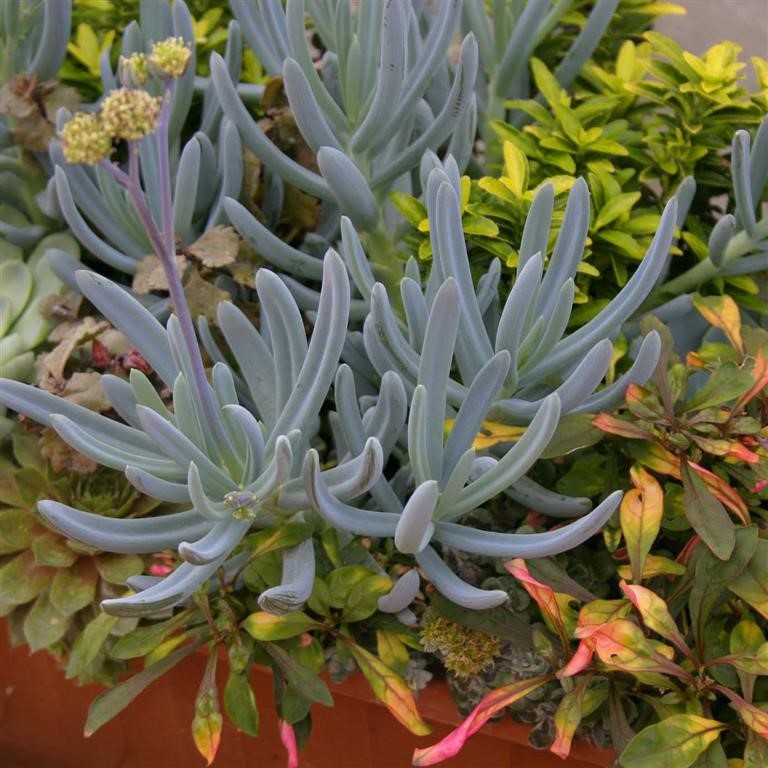 Senecio serpens (Klienia)