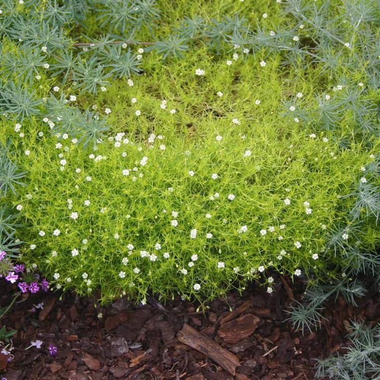 Sagina subulata var. glab. 'Aurea'