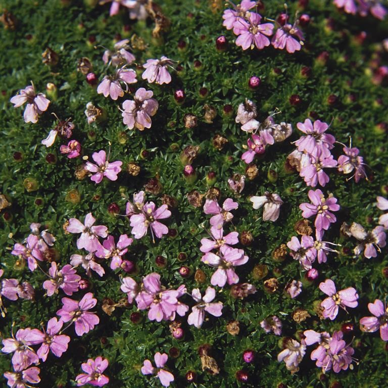 Silene acaulis 'Mount Snowdon'