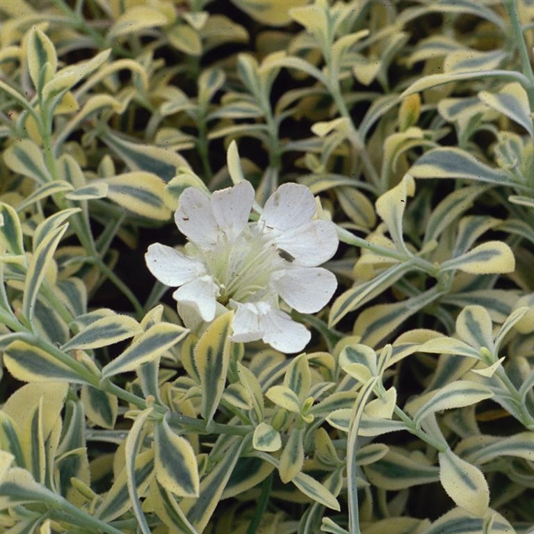 Silene uniflora 'Druett's Variegated'