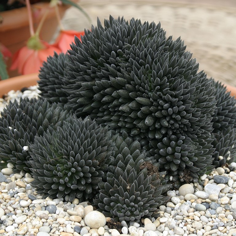 Sinocrassula 'Yunnanensis'