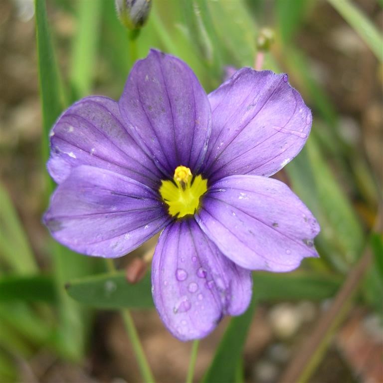 Sisyrinchium 'Sapphire' (VR)