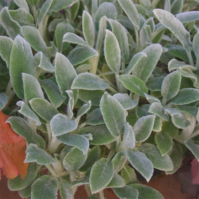 Stachys 'Silver Carpet'