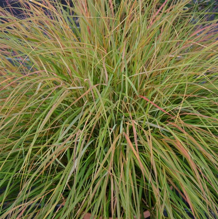 Stipa arundinacea (Anemanthele lessoniana)