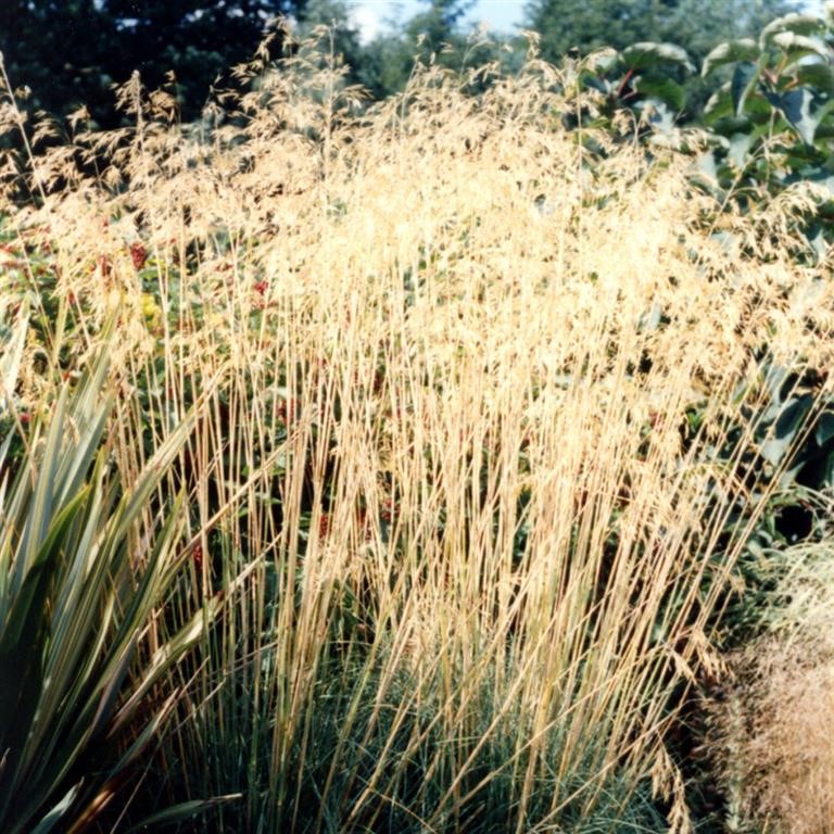 Stipa gigantea