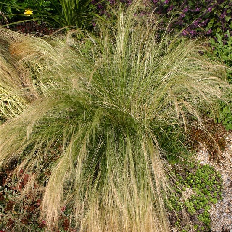 Stipa tenuissima