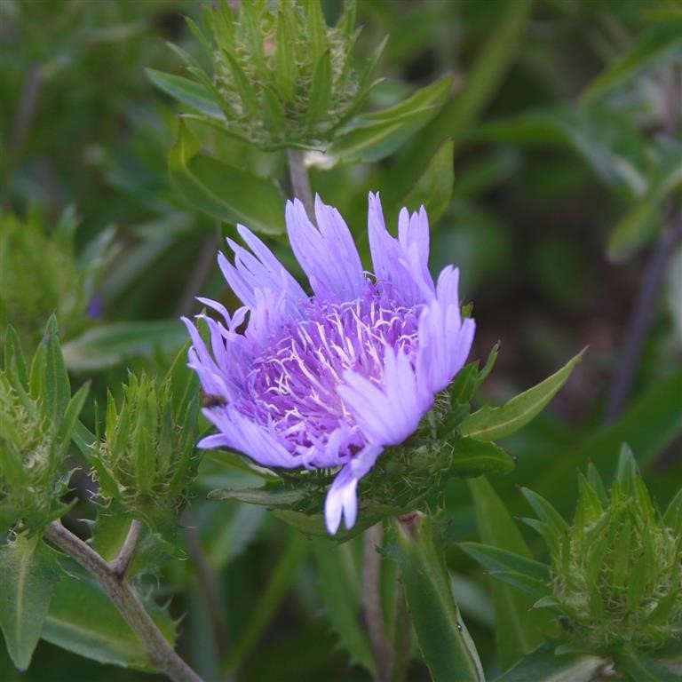 Stokesia laevis 'Blue Star'