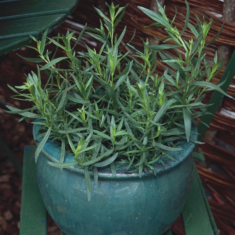 Artemesia dracunculus 'French' (Tarragon)