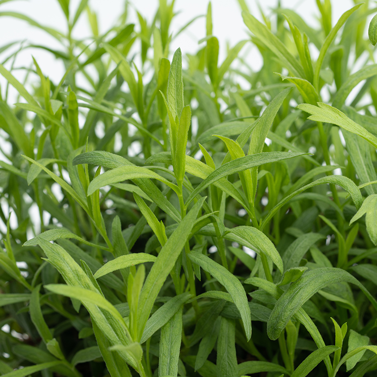 Artemesia dracunculus 'Tolergon' (Tarragon)