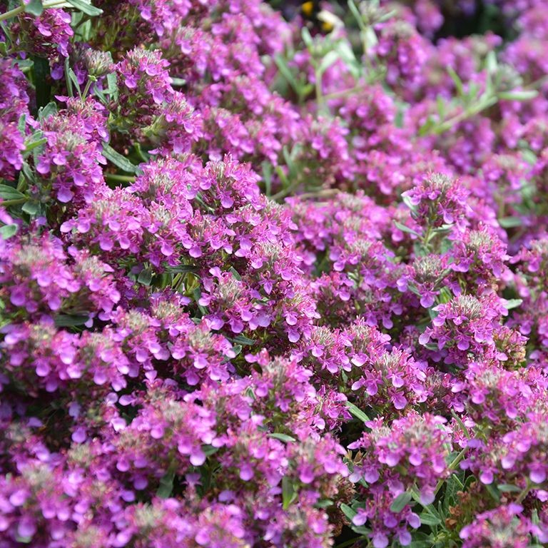 Teucrium ackermannii (VR)