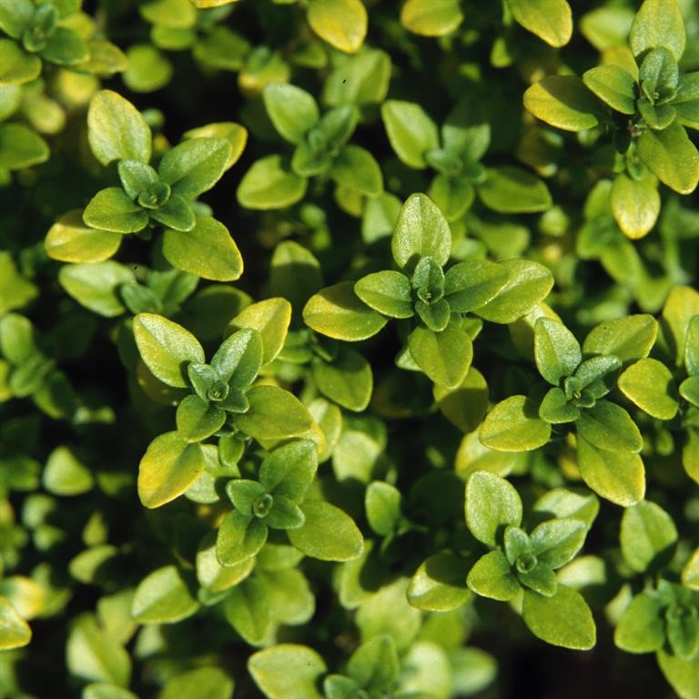 Thymus citriodorus 'Anderson's Gold' (Thyme)