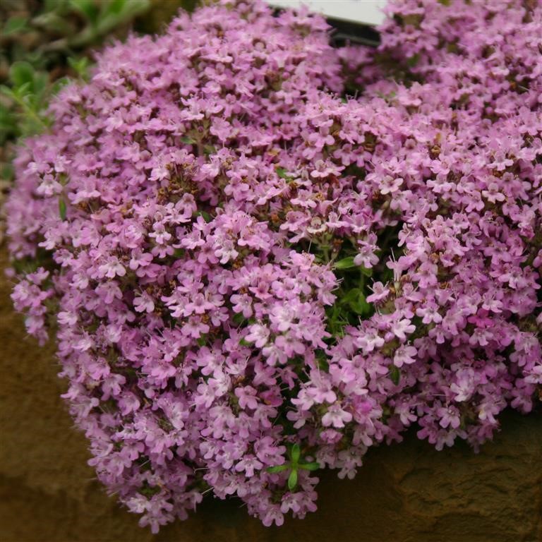 Thymus doerfleri 'Bressingham Pink' (Thyme)