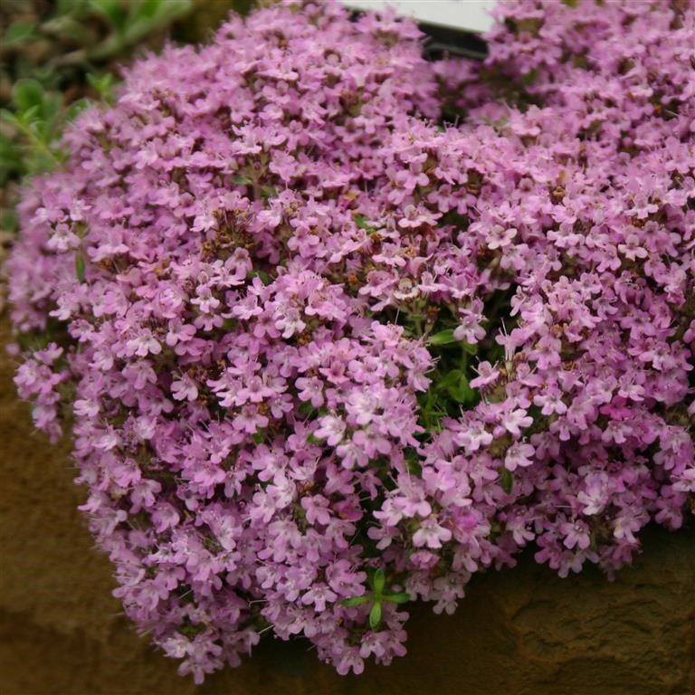 Thyme doerfleri 'Bressingham Pink'