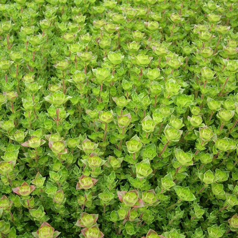 Thymus camphoratus 'Camphor' (Thyme)