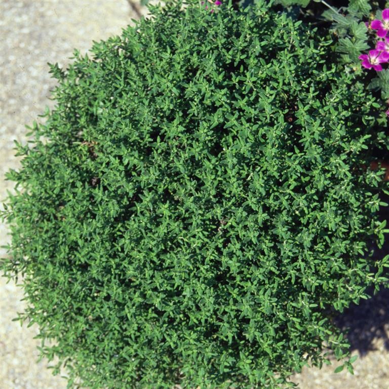 Thymus vulgaris (Thyme, Common)
