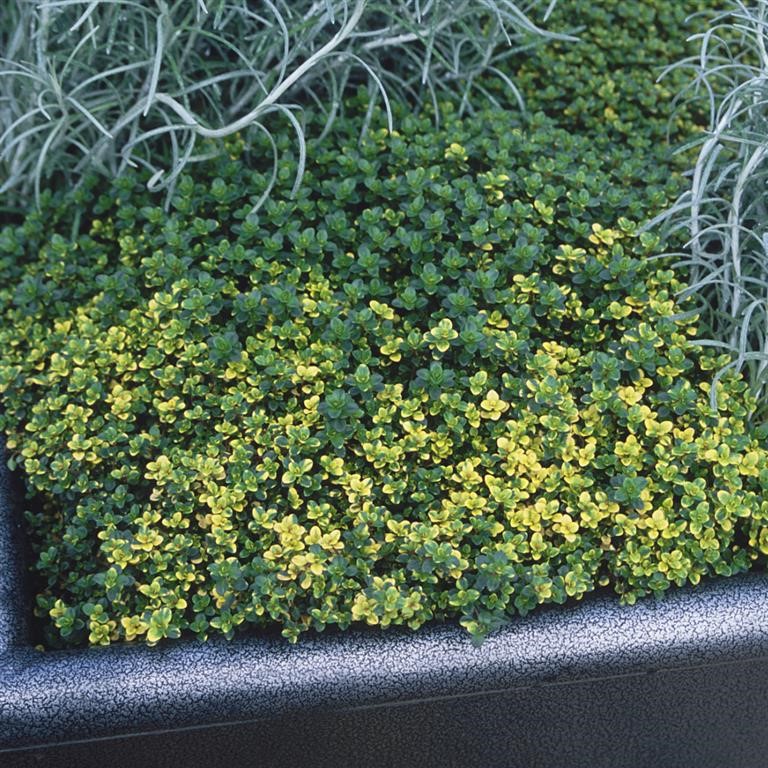 Thymus citriodorus 'Doone Valley' (Thyme)