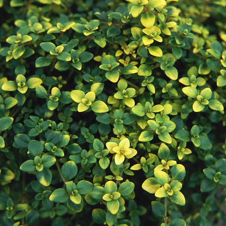 Thymus serpyllum 'Goldstream' (Thyme)