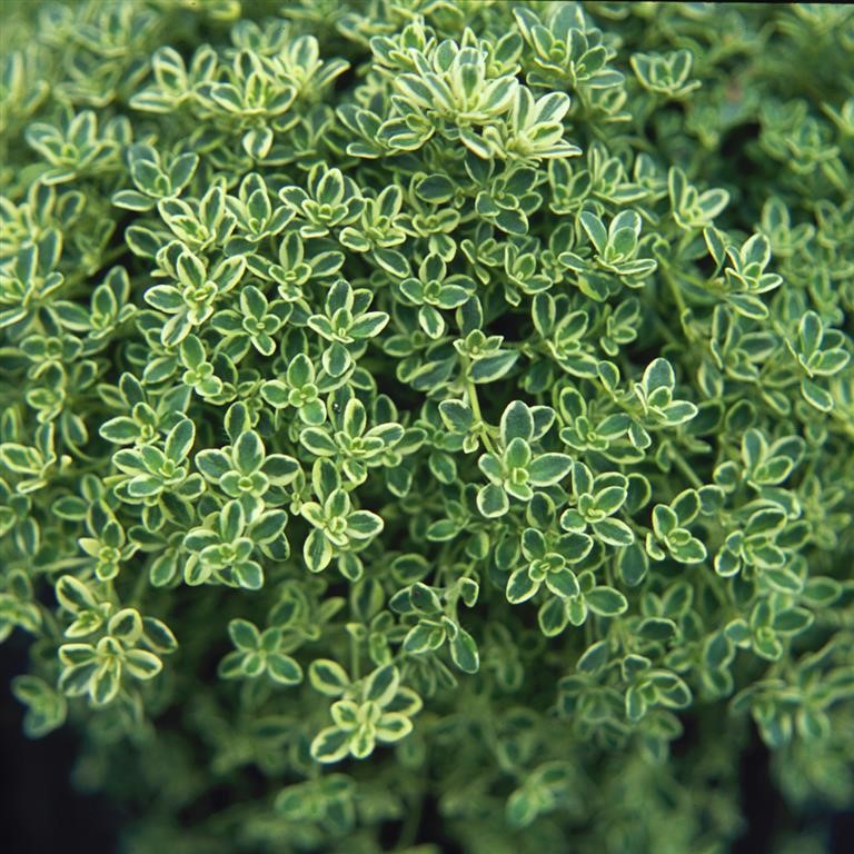 Thymus spp. 'Hartington Silver' (Thyme)
