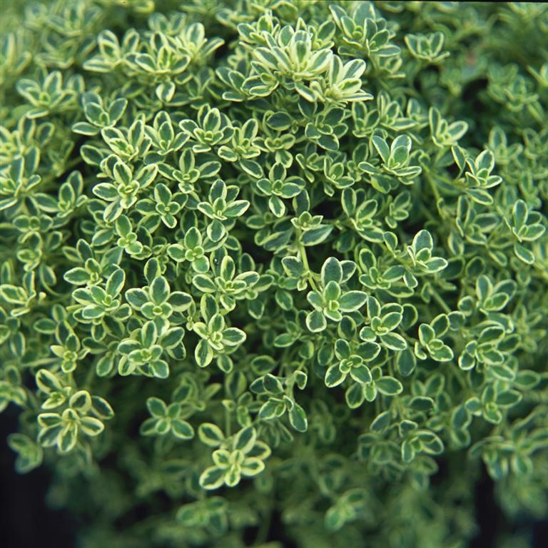 Thyme 'Hartington Silver'