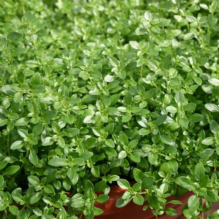 Thymus fragrantissimus 'Orange' (Thyme)