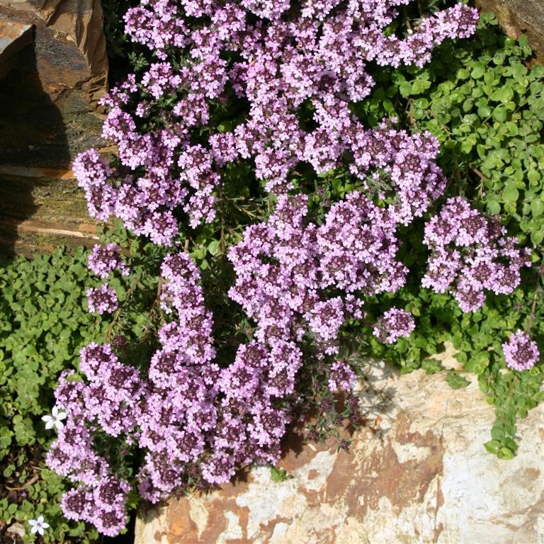 Thyme nitidus 'Peter Davis'