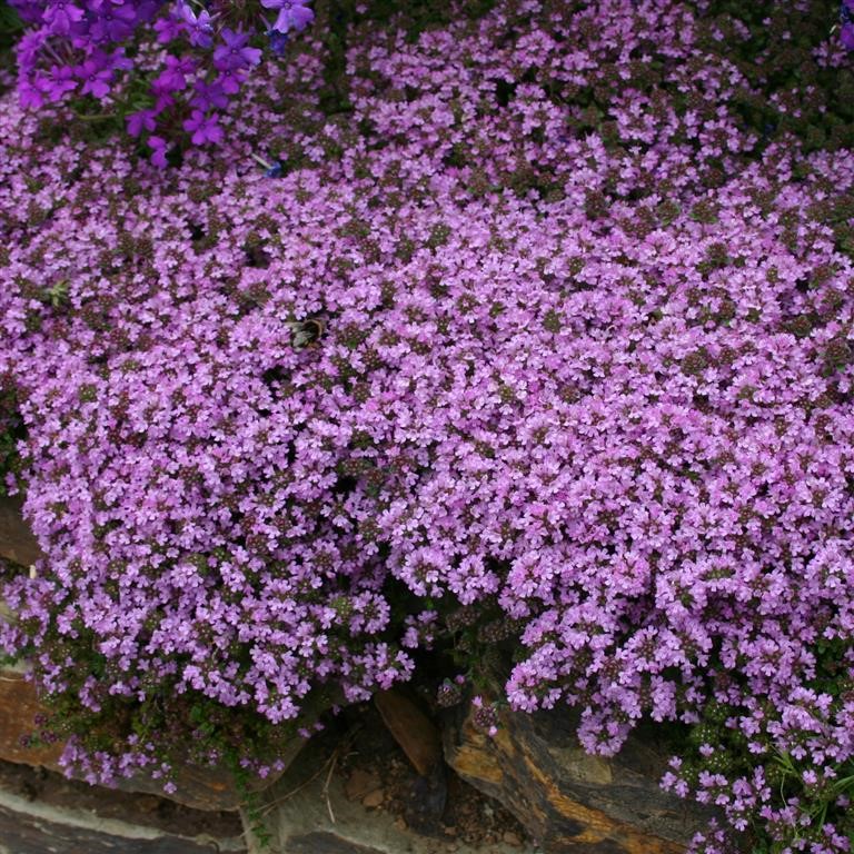 Thymus serpyllum 'Russettings' (Thyme)