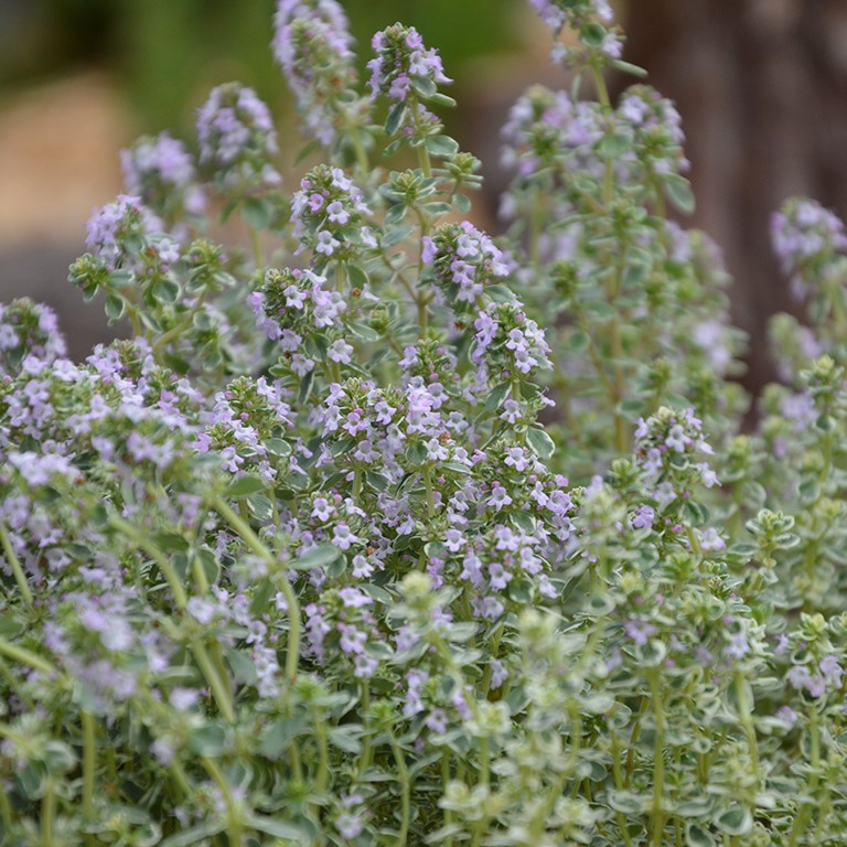 Thymus spp. 'Sparkling Bright' (P) (Thyme)