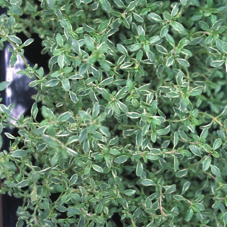 Thymus vulgaris 'Silver Posie' (Thyme)