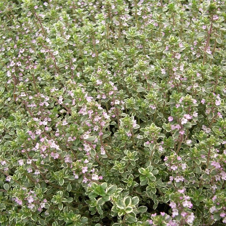 Thymus citriodorus 'Silver Queen' (Thyme)