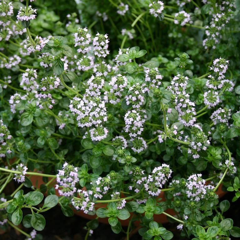 Thymus pulegioides 'Tabor' (Thyme)