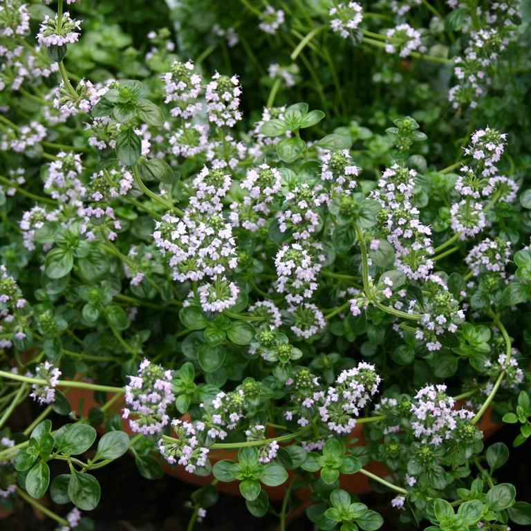 Thyme 'Tabor'